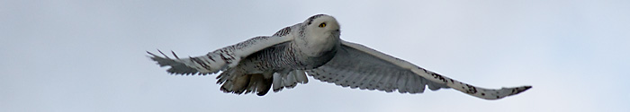 Snowy Owl